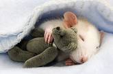 Британские ученые выяснили, что крысам снится эротика