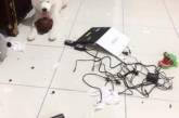 В Тайване собака уничтожила коллекцию фильмов для взрослых. ФОТО