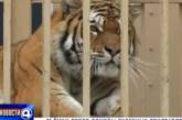 Жительнице Екатеринбурга разрешили оставить у себя амурского тигра