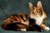 10 самых красивых пород кошек. ФОТО