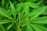 В Калифорнии арестованы "марихуановые бабушки"