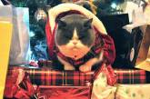 Недовольные животные в рождественских костюмах. ФОТО