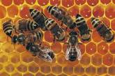 У британских ученых украли четыре улья пчел