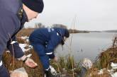 В Винницкой области из ледяной воды вытянули молодого лебедя (Фото+Видео)