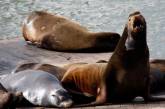 Аквапарк в США закрыли из-за морского льва, укусившего посетителя за половой орган  