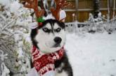 Хит Сети: Сурового пса нарядили к Новому году. Фото