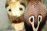Во вьетнамском поезде обнаружили 45 килограммов змей