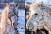 Якутские лошади выживают при экстремально низких температурах. ФОТО