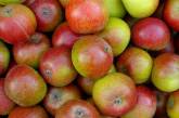 В России гаишники будут кормить сегодня нарушителей яблоками