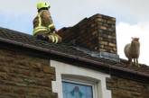 Валлийские пожарные сняли с крыши дома овцу
