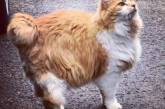 Потешные фотки котов, которым пора на диету. ФОТО