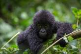 Большие и вымирающие горные гориллы. ФОТО