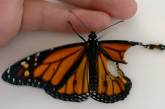 Спасение самца бабочки монарх. ФОТО