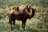 В Казахстане шофер-наркоман задавил 15 верблюдов