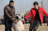 Турнир по боям баранов в Китае. ФОТО