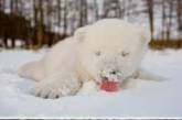 Забавная реакция животных на первый снег. ФОТО