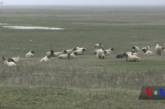 Окружили: в Румынии работе базы НАТО мешают овцы