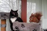 Белка и кот «Тигр» покорили Сеть крепкой дружбой. ФОТО