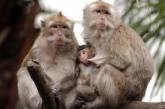 Обнаружен смертельно опасный вирус пневмонии, который передается от обезьян человеку