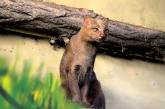 Ягуарунди — необычная кошка из Америки. ФОТО