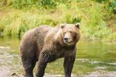 В Сибири жильцы многоэтажки пожаловались на соседа с медведем