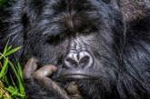 Фото задумчивой гориллы «взорвало» соцсети. ФОТО