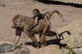 В Париже сбежавшие из зоопарка бабуины переполошили полицию. ФОТО