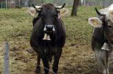 Голландец украл колокольчик у баварской коровы