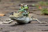 Фотограф доказал, что лягушки – самые очаровательные создания. ФОТО