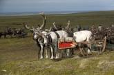 Ненецкие оленеводы отмечают свой профессиональный праздник