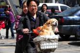 Жителям китайского города велели избавиться от собак