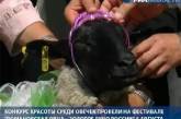 В Ярославской области выбрали "Мисс овцу"