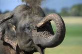 На Шри-Ланке проведут перепись слонов