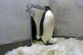 Заблудившегося пингвина отправили из Новой Зеландии домой