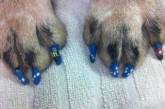 Когда хозяин – идиот: фотки собак, которым накрасили ногти. ФОТО