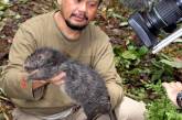 Натуралисты, в непроходимых лесах, обнаружили крысу размером с кошку