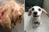 Собаки взятые из приюта: до и после. ФОТО