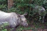 Непальцы научились отпугивать носорогов ромашкой