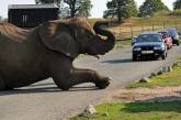 Задремавший слон устроил пробку в сафари-парке