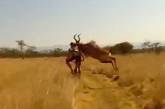 В ЮАР бегущая антилопа пересчитала ребра велогонщику