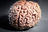 Обнаружена область мозга, отвечающая за человеческий эгоизм и альтруизм