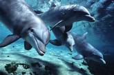 Минприроды запретило использовать дельфинов