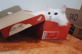 Примеры бесконечной любви кошек и коробок. ФОТО