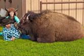 «Фердинанд отдыхает»: 800-килограммовый бизон стал домашним питомцем. ФОТО