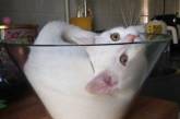 Новый флешмоб: пользователи доказывают, что их коты – «жидкость». ФОТО