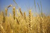 Украина может потерять 30% урожая зерновых из-за непогоды