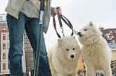 Белорусов заставят выгуливать домашних животных с совком и пакетом