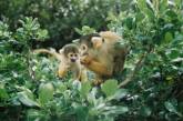 В Новой Зеландии обезьяны предотвратили ограбление зоопарка