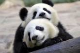 Британия арендовала у Китая две больших панды