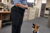 Собака-терапевт из полицейского участка покорила мир. ФОТО